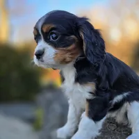 Vicky, a female Cavalier King Charles Spaniel for sale in Paradise, PA – Photo 10 of 10