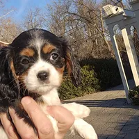 Vicky, a female Cavalier King Charles Spaniel for sale in Paradise, PA – Photo 1 of 10