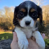 Vicky, a female Cavalier King Charles Spaniel for sale in Paradise, PA – Photo 4 of 10