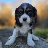Vicky, a female Cavalier King Charles Spaniel for sale in Paradise, PA – Photo 9 of 10