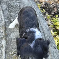 Vicky, a female Cavalier King Charles Spaniel for sale in Paradise, PA – Photo 2 of 10