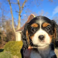 Vicky, a female Cavalier King Charles Spaniel for sale in Paradise, PA – Photo 3 of 10