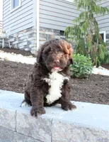 Kenny, a male Portuguese Water Dog for sale in Paradise, PA – 3 of 4