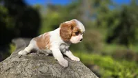 Hannah, a female Cavalier King Charles Spaniel for sale in Paradise, PA – 7 of 10