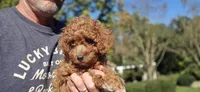Zeke, a male Cavapoo for sale in Paradise, PA – 2 of 10