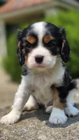 Jace, a male Cavalier King Charles Spaniel for sale in Paradise, PA – 9 of 10