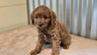Allie, a female Cavapoo for sale in Paradise, PA – Photo 6 of 10