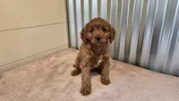 Allie, a female Cavapoo for sale in Paradise, PA – Photo 2 of 10
