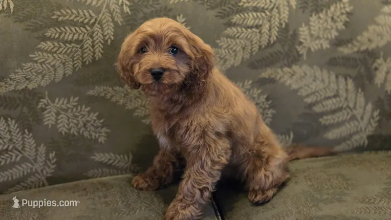 Allie, a female Cavapoo for sale in Paradise, PA – Photo 1 of 10