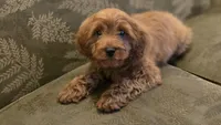 Allie, a female Cavapoo for sale in Paradise, PA – Photo 3 of 10