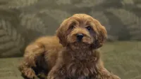 Allie, a female Cavapoo for sale in Paradise, PA – Photo 10 of 10