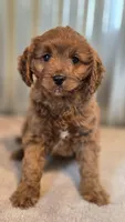 Allie, a female Cavapoo for sale in Paradise, PA – Photo 5 of 10