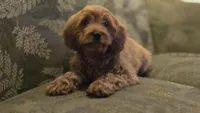 Allie, a female Cavapoo for sale in Paradise, PA – Photo 9 of 10