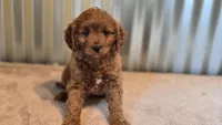 Allie, a female Cavapoo for sale in Paradise, PA – Photo 4 of 10
