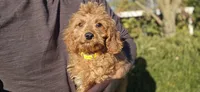 Bryce, a male Cavapoo for sale in Paradise, PA – 10 of 10