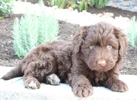Kikki, a female Portuguese Water Dog for sale in Paradise, PA – 2 of 4