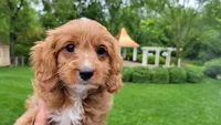 Iva, a female Cavapoo for sale in Paradise, PA – Photo 2 of 10