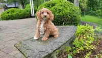 Iva, a female Cavapoo for sale in Paradise, PA – Photo 7 of 10