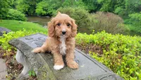 Iva, a female Cavapoo for sale in Paradise, PA – Photo 1 of 10