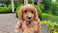 Iva, a female Cavapoo for sale in Paradise, PA – Photo 4 of 10