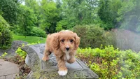 Iva, a female Cavapoo for sale in Paradise, PA – Photo 8 of 10