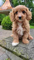 Iva, a female Cavapoo for sale in Paradise, PA – Photo 5 of 10