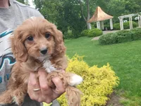 Iva, a female Cavapoo for sale in Paradise, PA – Photo 3 of 10