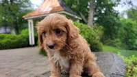 Iva, a female Cavapoo for sale in Paradise, PA – Photo 9 of 10