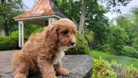Iva, a female Cavapoo for sale in Paradise, PA – Photo 10 of 10