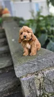 Zach, a male Cavapoo for sale in Paradise, PA – 10 of 10