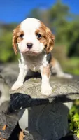 Hank, a male Cavalier King Charles Spaniel for sale in Paradise, PA – 1 of 10