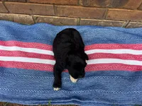 Emmy, a male Portuguese Water Dog for sale in Paradise, PA – 7 of 7