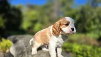 Hank, a male Cavalier King Charles Spaniel for sale in Paradise, PA – 6 of 10
