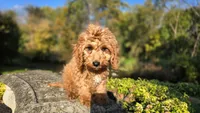 Kyle, a male Cavapoo for sale in Paradise, PA – 9 of 10