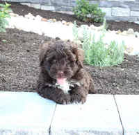 Kenny, a male Portuguese Water Dog for sale in Paradise, PA – 4 of 4