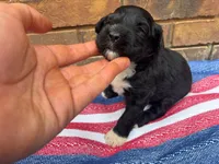 Emmy, a male Portuguese Water Dog for sale in Paradise, PA – 3 of 7