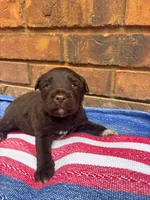 Benji, a male Portuguese Water Dog for sale in Paradise, PA – 8 of 8