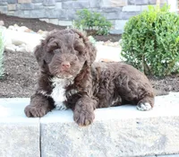 Kelly, a female Portuguese Water Dog for sale in Paradise, PA – 3 of 4