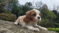 Frank, a male Cavalier King Charles Spaniel for sale in Paradise, PA – 6 of 10