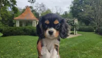 Fiona, a female Cavalier King Charles Spaniel for sale in Paradise, PA – 2 of 10