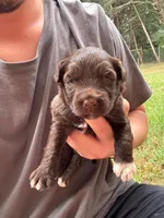 Benji, a male Portuguese Water Dog for sale in Paradise, PA – 2 of 8