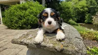 Jace, a male Cavalier King Charles Spaniel for sale in Paradise, PA – 7 of 10