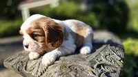 Hope , a female Cavalier King Charles Spaniel for sale in Paradise, PA – 10 of 10