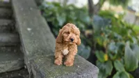 Zach, a male Cavapoo for sale in Paradise, PA – 8 of 10