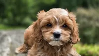 Ian, a male Cavapoo for sale in Paradise, PA – 5 of 10