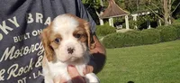Hannah, a female Cavalier King Charles Spaniel for sale in Paradise, PA – 5 of 10