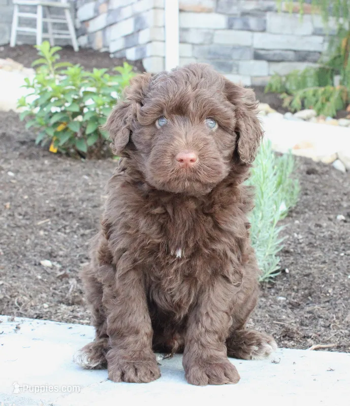 Kikki – Portuguese Water Dog puppy for sale in Paradise, PA