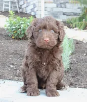 Kikki, a female Portuguese Water Dog for sale in Paradise, PA – 1 of 4