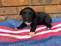 Emmy, a male Portuguese Water Dog for sale in Paradise, PA – 6 of 7