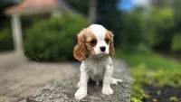 Frank, a male Cavalier King Charles Spaniel for sale in Paradise, PA – 10 of 10